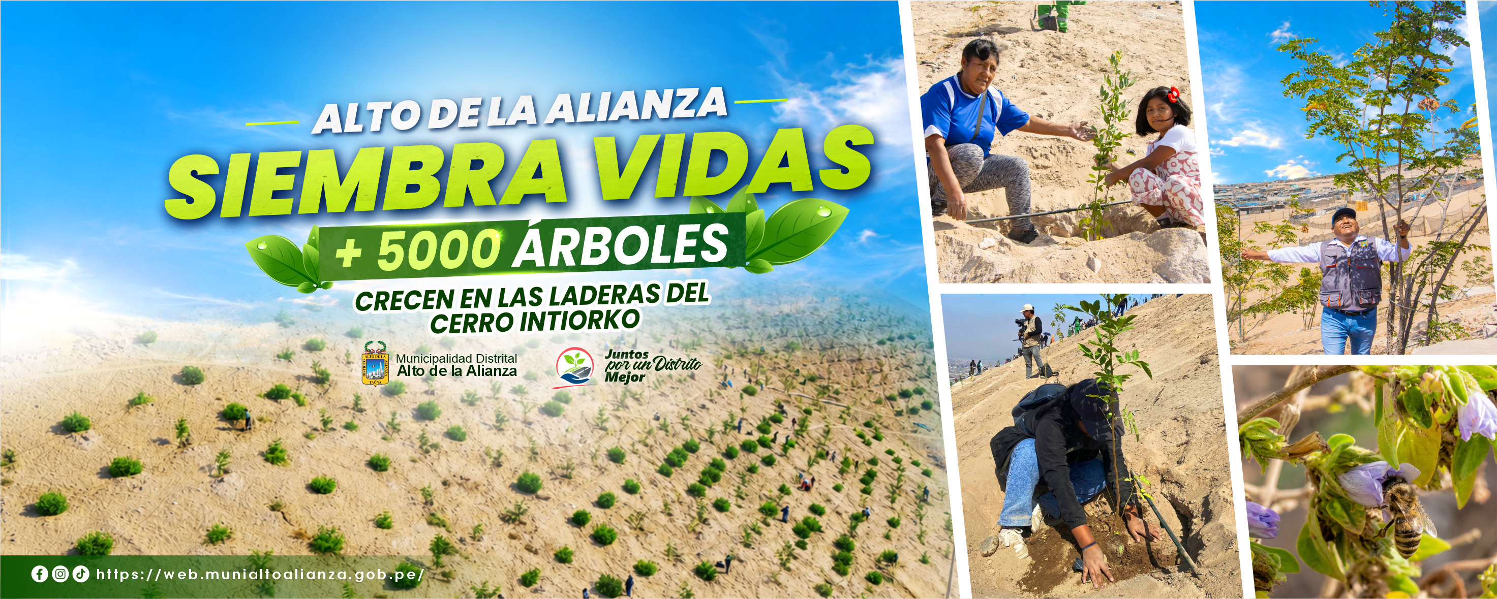 Foto principal alto de alianza